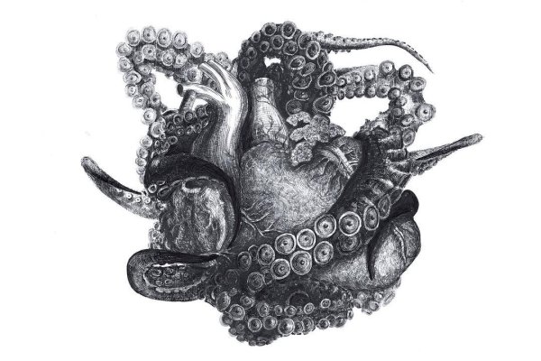 Kraken рынок